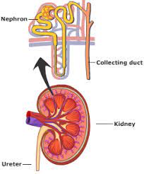 Urinary System Anatomy And Physiology Tutorials And Quizzes Anatomy And Physiology Physiology Nursing Study Tips
