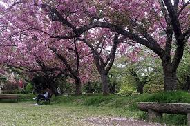 Check spelling or type a new query. Tak Perlu Ke Jepang Ini 10 Tempat Melihat Sakura Di Thailand Halaman All Kompas Com