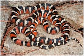 Pin On Snakes