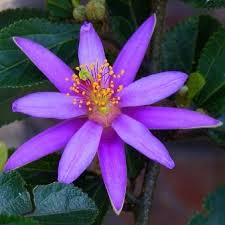 Image result for Grewia praecox