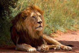 African Lion The Lion Panthera Leo Is One Of Four Big Cats In The Genus Panth Ad Big Leo Genus Cats Lion Ad African Lion Lion African