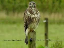 Op een dag eet ze tot 35 kleine knaagdieren. Buizerd Kijkt Me Aan Vogels Mus Valk Etc Buizerd Buizerd Vogels Dieren Mooi
