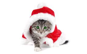 Christmas Kitten Christmas Animals Christmas Cats