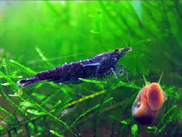 Pin By Jarred Martin On Inverts Aquaponics Fish Freshwater Aquarium Shrimp Aquarium Fish