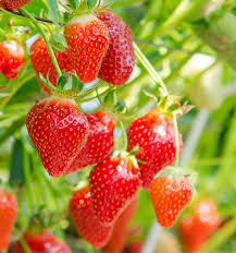 Choisir Son Engrais Naturels Pour Les Fraisiers Conseils Tonnerre D Engrais Engrais Naturel