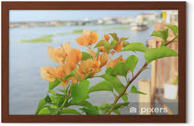 Genere di piante erbacee di medie dimensioni, da resistenti a delicate, con fiori gialli molto accesi. Poster In Cornice Bougainvillea Fiori Gialli Pixers Viviamo Per Il Cambiamento