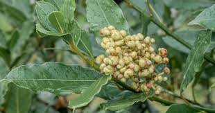 Image result for bay leaf bush foto