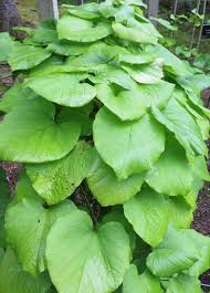 Image result for Aristolochia