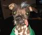 ugly puppies - Pinterest
