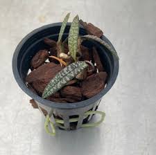 Image result for Oeceoclades decaryana