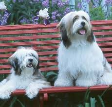 In addition to coat care, you will also need to care for your. 33 Tibetan Terriers Ideas Tibetan Terrier Terrier Tibetan