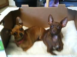 We are the official vet of: Dog Cat Veterinary Clinic 4338 E Shields Ave Fresno Ca Veterinarians Mapquest