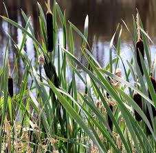 Both are effective at ridding your pond of cattail plants and are 100% safe for fish. How To Control Pond Lake Weeds Cheaply Best Methods Pond Informer