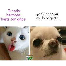 Pin De Ana Mora En Memes V Memes Divertidos Memes De Enfermos Meme Gracioso