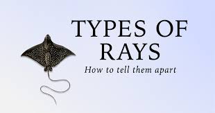 Different Types of Rays: How to Tell Them Apart