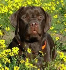 High to low nearest first. 30 English Labrador Retrievers Ideas English Labrador Labrador Retriever