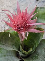 Image result for Monochoria africana