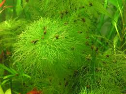 Image result for Limnophila
