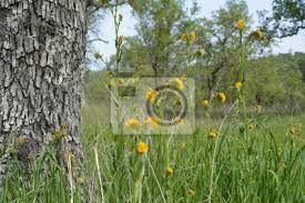 We did not find results for: Albero Ed Erba Con Fiori Gialli Sul Prato Dipinti Da Parete Quadri Sfondo Sfocato Orizzontale Al Di Fuori Myloview It