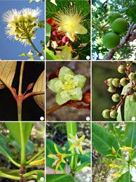 Image result for Rhizophoraceae