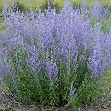 The long panicles of flowers become. Atriplicifolia Perovskia Plants For Sale Russian Sage Free Shipping