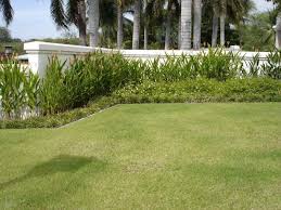 Drought Resistant Grass Drought Resistant Grass Warm Season Grass Lawn Grass Types
