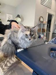 Showing and raising maine coons for over 30 years. Mishikoonz Maine Coons Home Facebook