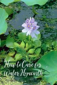 How To Care For Water Hyacinth Aquascape Inc Water Hyacinth Container Water Gardens Pond Plants