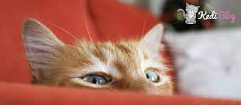kedilerde tuy ve deri bakimi icin en ideal 5 kedi mamasi kedi blog