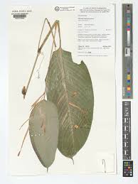 Image result for Marantochloa congensis