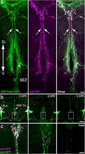 Check spelling or type a new query. Neuronal Fragile X Mental Retardation Protein Activates Glial Insulin Receptor Mediated Pdf Tri Neuron Developmental Clearance Nature Communications