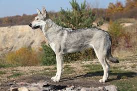 Typically, it is an expensive breed. Wolfdog Complete Guide Info Pictures Care More Pet Keen