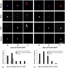 See more ideas about animal cell project, animal cell, science cells. Plos One Tracking Single Cells In Live Animals Using A Photoconvertible Near Infrared Cell Membrane Label