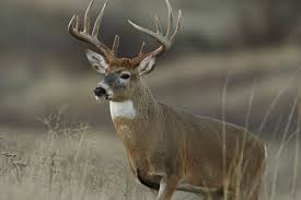 17836 state highway 100 n: Illinois Public Land Deer Hotspots For 2018