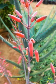 Image result for Aloe wollastonii