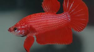 Conditioning Bettas For Breeding Fish Care