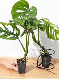 Image result for Obetia tenax