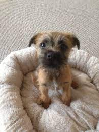Baby Border Terrier Border Terrier Puppy Border Terrier Terrier Puppies