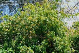 Image result for Strophanthus speciosus