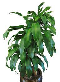 Check spelling or type a new query. Dracaena Massangeana Care Diseases Repotting Watering