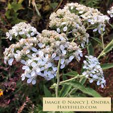 Image result for Verbesina