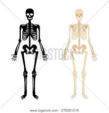 In order to navigate out of this carousel please use your heading shortcut key to navigate to the next or previous heading. Human Skeleton Back Vector Photo Free Trial Bigstock