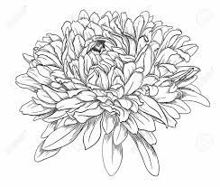 Pin On Flowers Dahlia