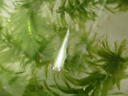 アナカリスをメダカに与えた結果 溶ける 次々と消えていった古茎と ゆっくりと育つ新芽