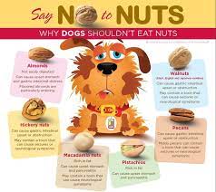 Nut Dangers To Dogs Infographic Dog Infographic Food Dogs Shouldnt Eat Pet Grooming