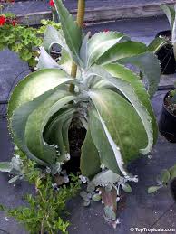 Image result for Kalanchoe gastonis-bonnieri