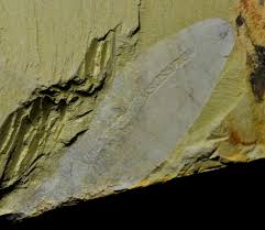 Image result for Bolusiella fractiflexa