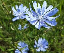 Image result for Diplocyclos tenuis