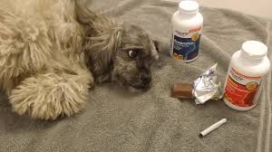 At higher doses, ibuprofen causes liver damage. Rat Poison Archives Capeway Veterinary Hospital Blog Capeway Veterinary Hospital Blog