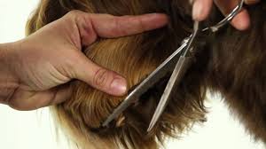 Offer is available to australian residents aged 18 years and over. Alaa Australian Labradoodle Grooming Demo Youtube